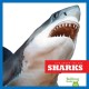Sharks  Cover Image